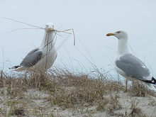 Klicken geht zur Diashow