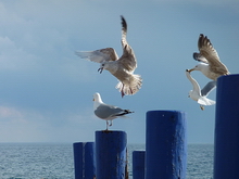 Klicken geht zur Diashow